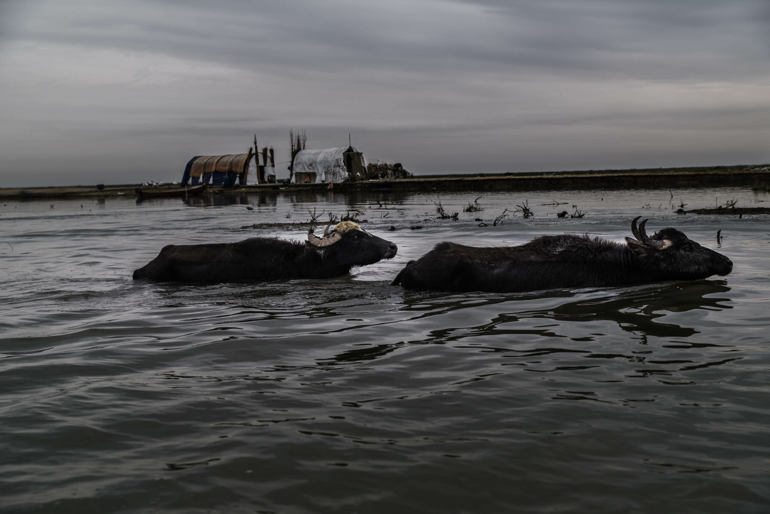 Water buffaloes swimming in the Central Marsh.