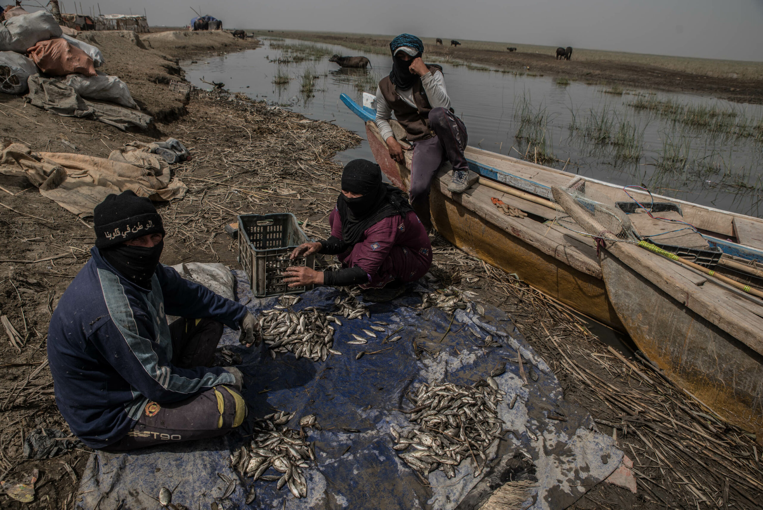 Two men and their sister are gathering fish, deep into the Central Marsh, to go sell it in Chibayish. This part of the marsh used to be completely flooded: now it's dry, slowly becoming a desert.