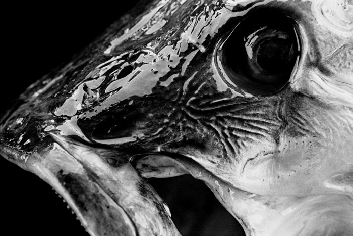 Entretien avec Rafael Catanheira